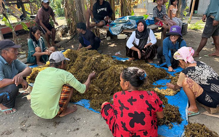 Women around a pile of seaweed on the ground