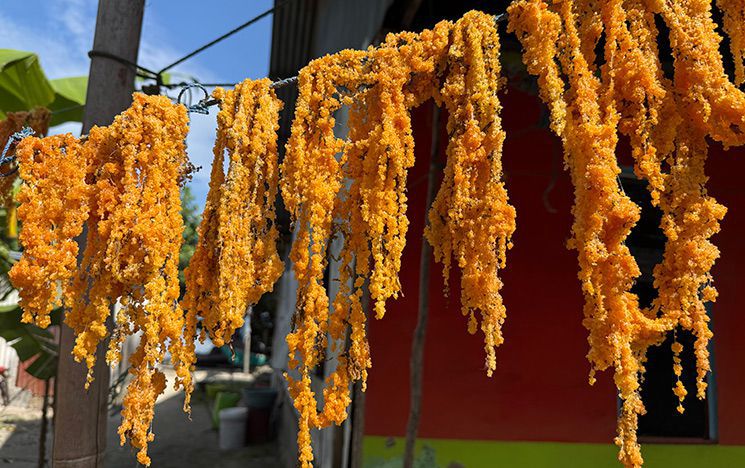 Seaweed hanging up to dry