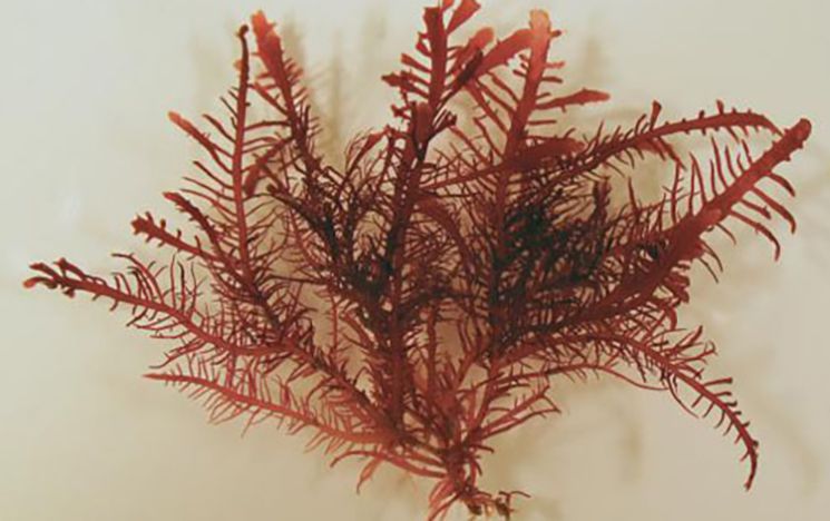 Close up of Eucheuma spinosum seaweed