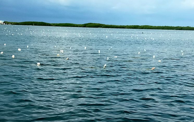 Sea with lines marked by plastic bottles on the surface