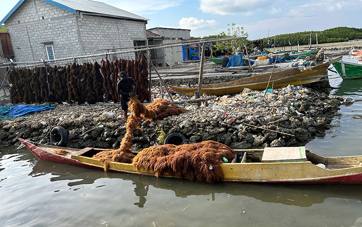 Seaweed farmer bringing in the harvest on a boat.