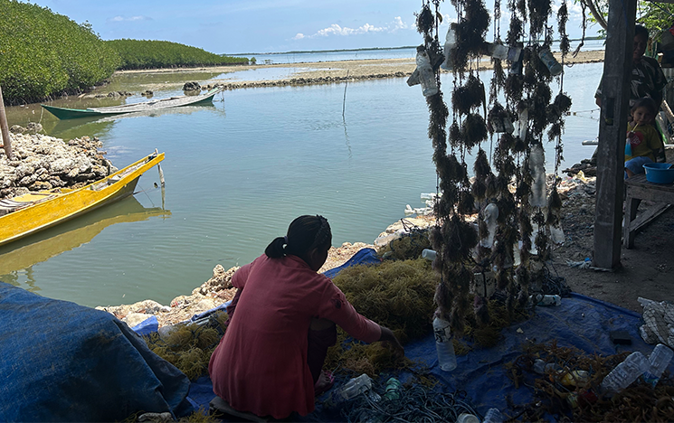 Women tying seedlings to ropes