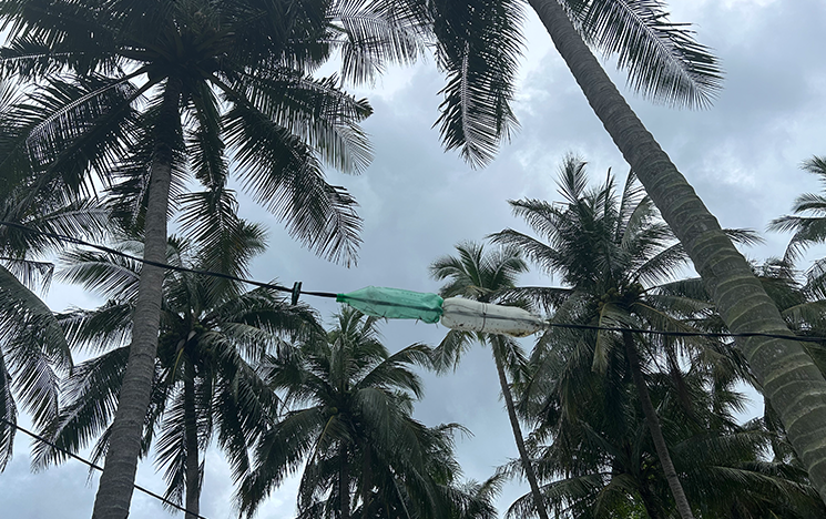 Plastic bottles preventing mice running across the wires from house to house.