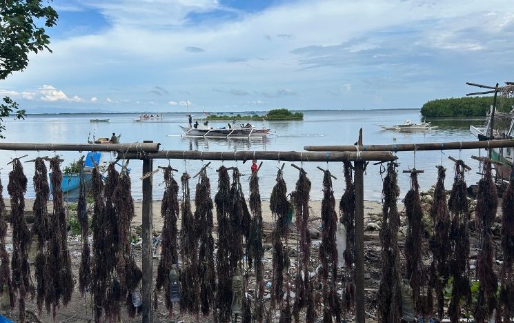 A row of seaweed hanging on wooden posts on a beach with the horizon and a boat in the background