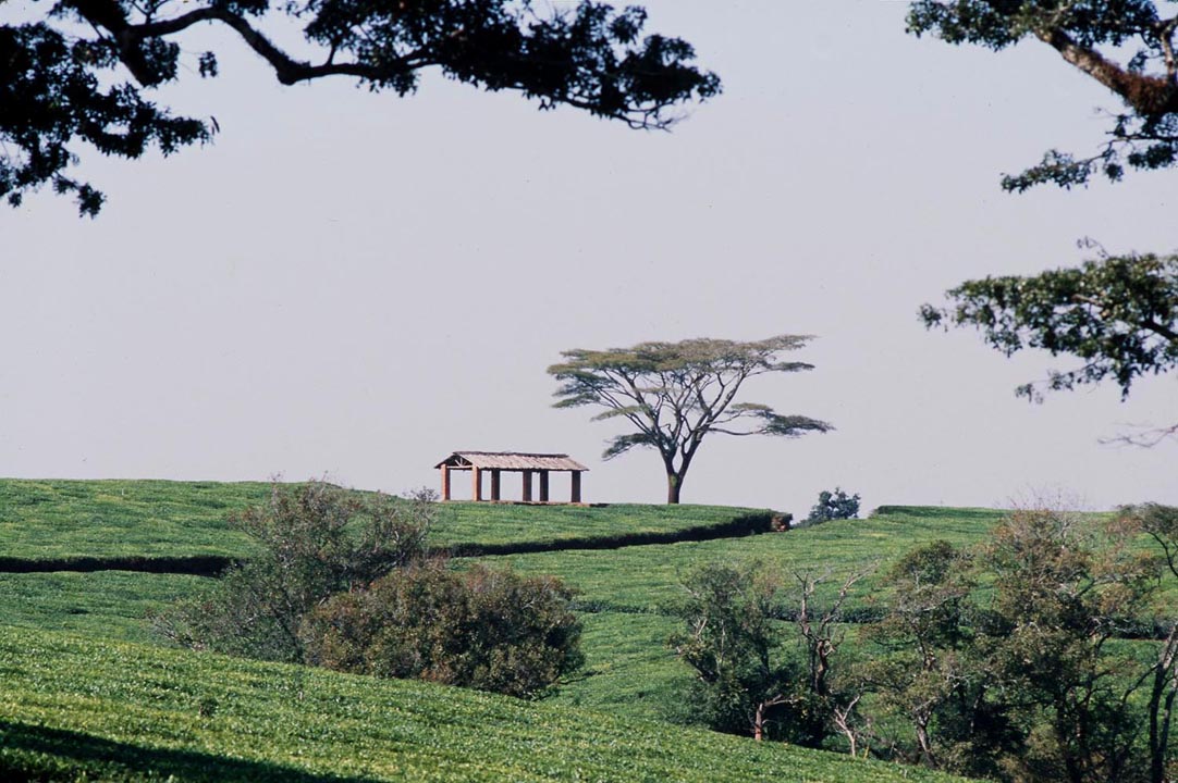 Tea plantation