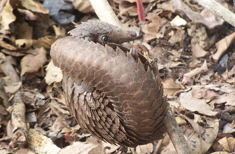 White bellied pangolin. Credit: Hugues Akpona, IUCN SSC Pangolin Specialist group.