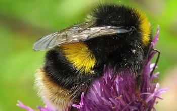 Buff-tailed bumblebee