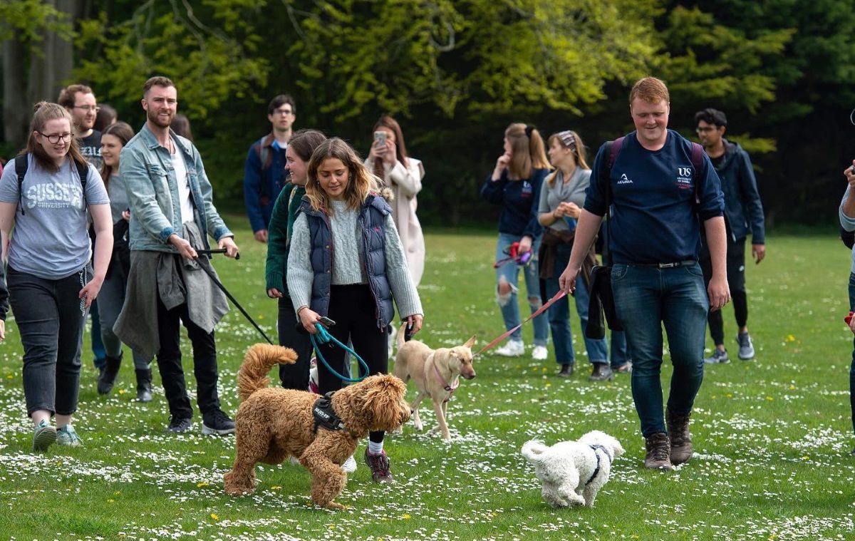 The dog walking society going for a walk in a field with several dogs