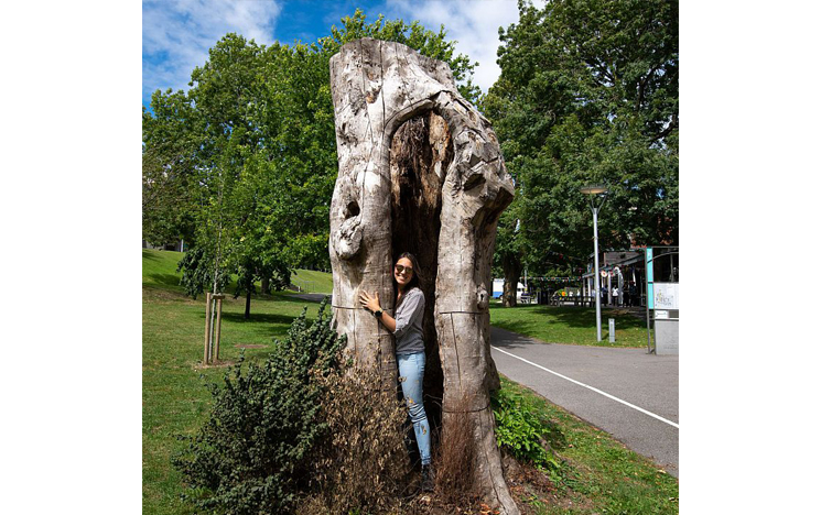 Hollow elm tree on campus