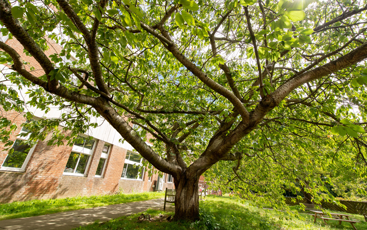 Wild cherry tree, growing on the south side of the JMS building