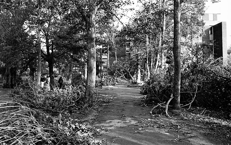 Black and white photo showing trees and branches that have fallen over campus walkways.