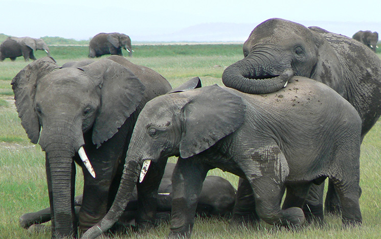Three elephants in a close shot, one laying down and two walking at a distance