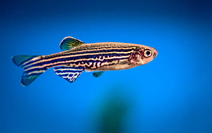 Colorful zebra fish on a bluye background