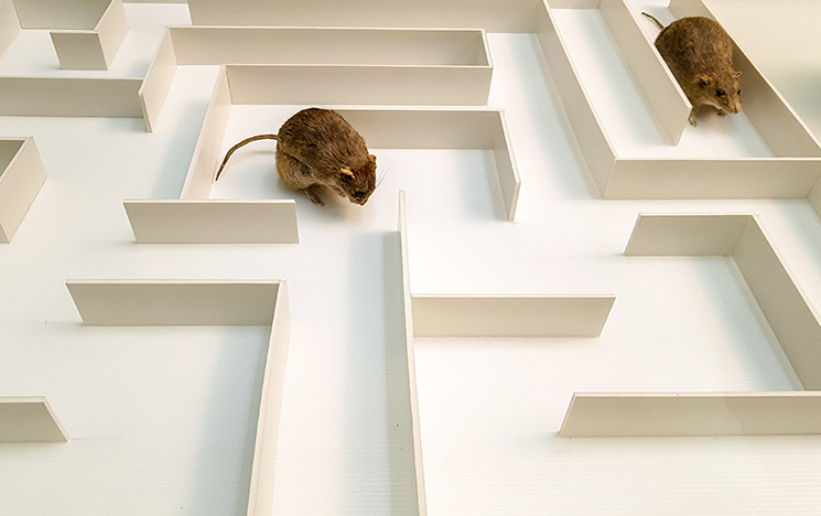 Two mice at different points in a maze