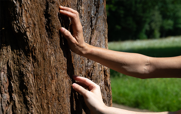 Hands reaching out to touch the bark of a tree.