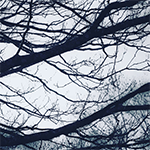 Tree branches against a grey sky.