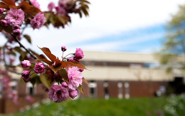 Cherry blossoms in the foreground of a university building