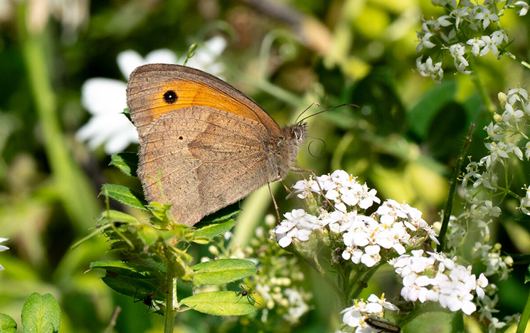 A brown and orange butterfly sitting on a plant surrounded by daisies