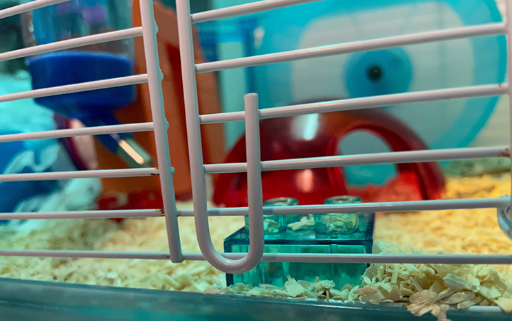 Close up of a the bars on a mouse cage, showing the inside of the cage and a food bowl