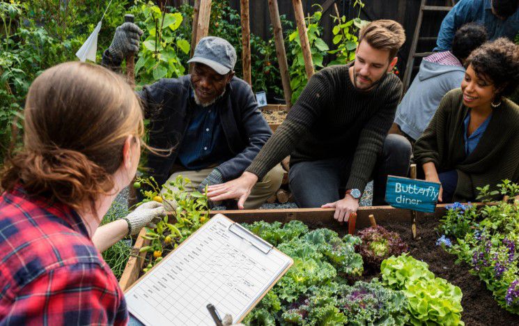 Researchers survey the produce in a vegetable patch