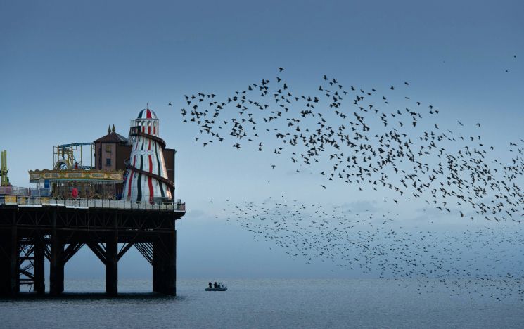 A starling murmuration flies over the Brighton Palace Pier 
