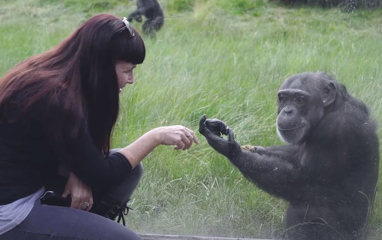 Dr Gillian Forrester and a gorilla in a grassy enclosure reach out their hands towards each other on opposite sides of a glass dividing barrier