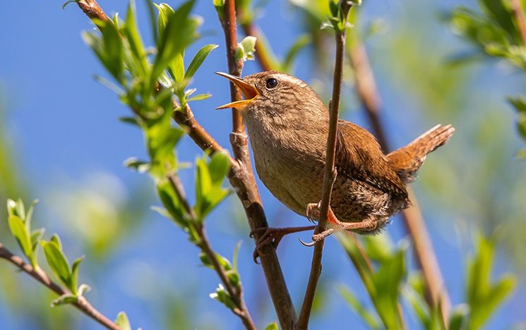 Bird singing in branches of a budding tree