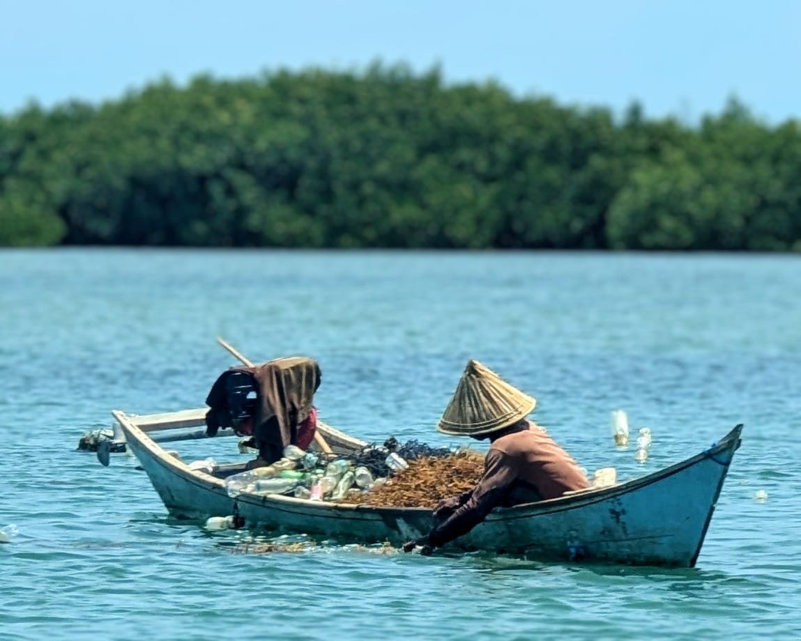 Woman harvesting seaweed in a jallepa boat