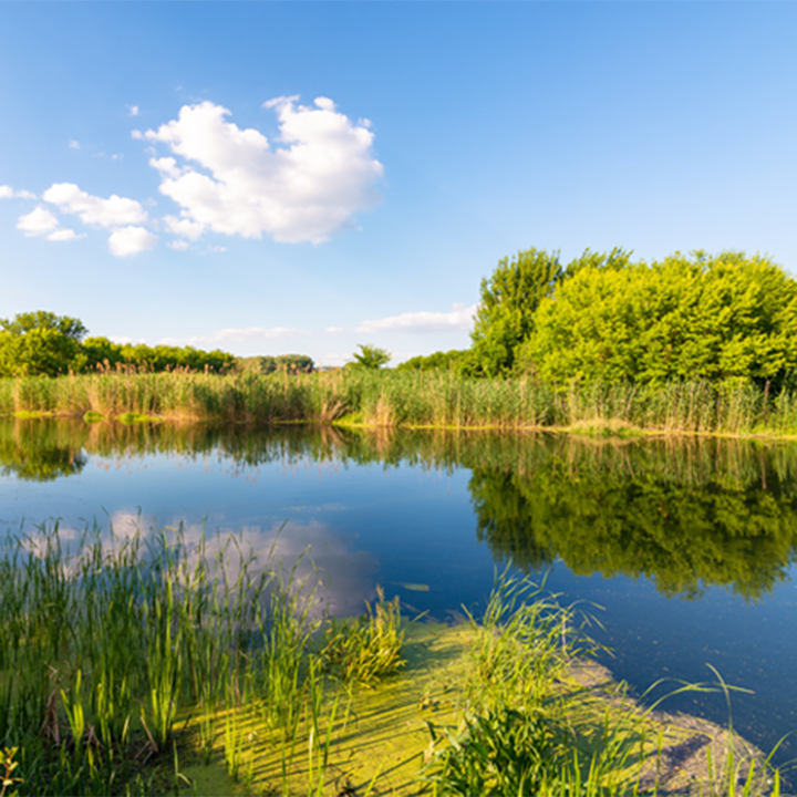 A calm river reflecting the blue sky and trees on a sunny day.