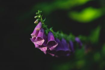 A close up of the purple flowers of the foxglove.