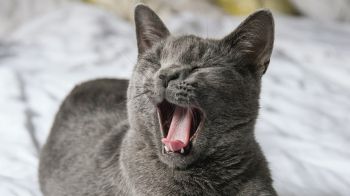 A grey cat yawns