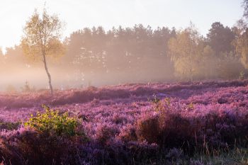 Stedham Common