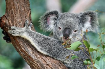 A koala bear clings on to a tree while staring at the camera