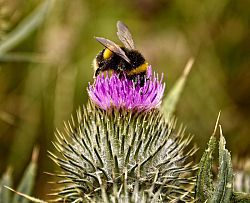 A bee diving the head into a pink flower