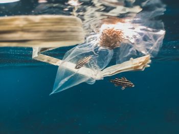 A tiny black-and-white sargasso fish caught by a plastic bag while swimming in the ocean