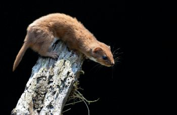 An red coloured weasel clings to a branch and leans down, against a black background