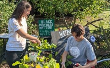 Two students trimming the leaves of plotted plants placed on a table