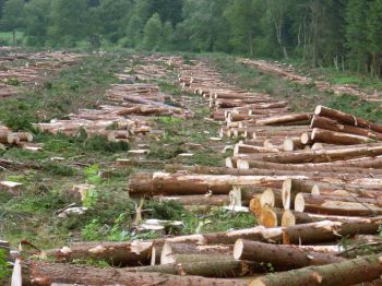 Image of a scene of destruction in a rainforest