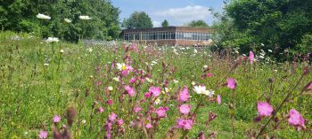 A meadow of wildflowers with a university building in the background