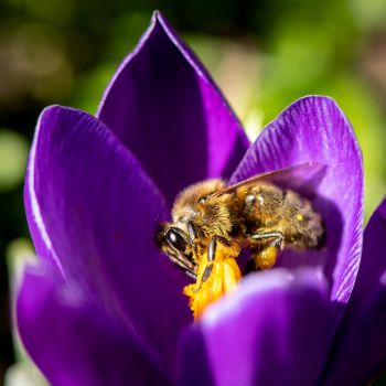 One of our campus pollinators