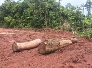 A pile of cut timber logs pictured lying on the ground of a rainforest