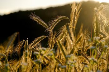 A close up of a field of wheat in the sunlight