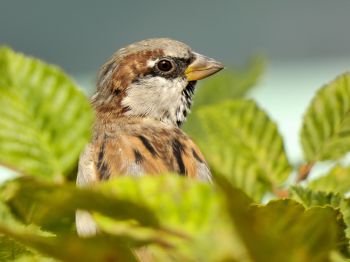 House sparrow