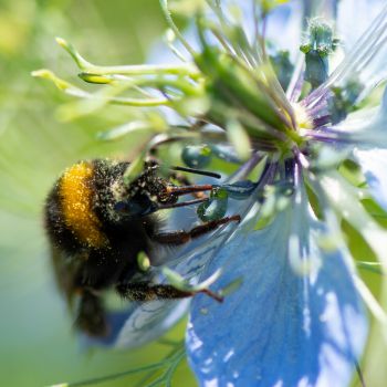 A photo of a bee on a flower, taken on Sussex campus