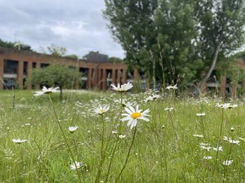 Ox eye daisies in June