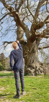 Academic, Oliver Visick, looks at veteran tree.