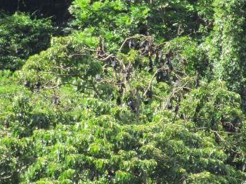 Bats in trees