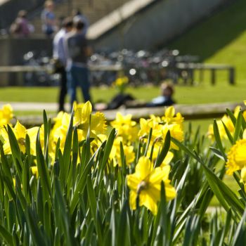 Beautifully bright daffodils with students in the background