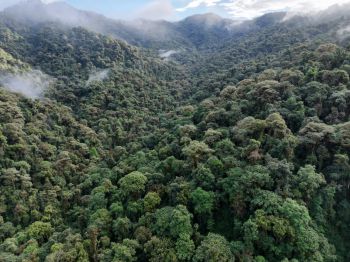 Rainforest landscape