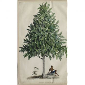 illustration of a tree